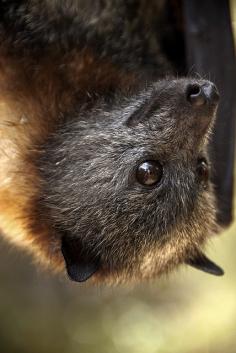 Bat man, wait, nope that's just Ralphie - a very cool bat