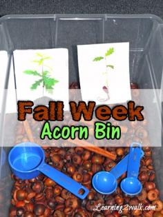 sensory activities for preschoolers: acorn bin