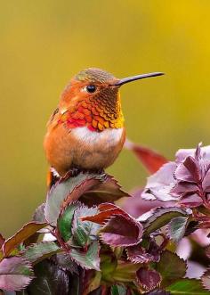 Rufous Hummingbird by Monique Dao