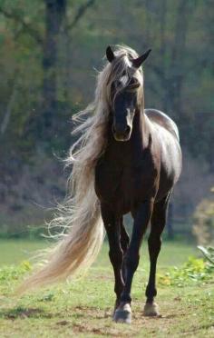 Lovely dream horse...