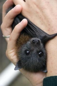 baby bat