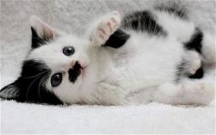 Kitler