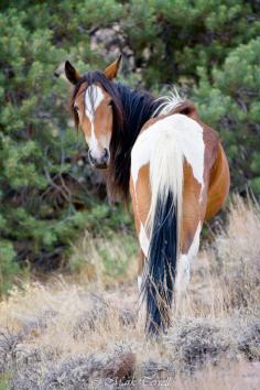 wild mustang horse stallion round up