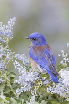 Western Bluebird in California Lilac, Bill Leaman