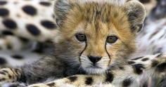 Your dream of snuggling with wild, furry baby animals has come true. Cheetah Outreach Center, a preservation initiative in Cape Town, is now organizing cheetah sleepovers.    Yes, you read that right. Yahoo! Travel reports that volunteers within the organization have the privilege to cuddle with