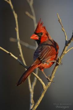 Northern Cardinal - Over the Shoulder - by Wessonnative