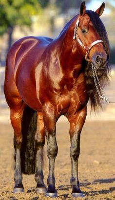 Beautiful blood bay quarter horse with a gorgeous shiny coat and long mane.