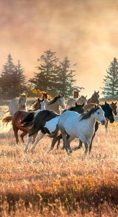 Running free...Brought to you by #House of #Insurance in #EugeneOregon