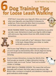 6 Dog Training Tips