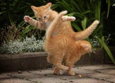 .ninja kitties!.