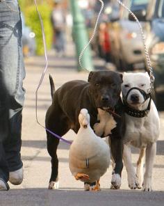 Walking the dogs, er dogs and duck. And people think pit bulls are dangerous. Please.