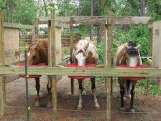 If you need to feed your horses grain outside... this can be a safe alternative. notice the solid dividers between their heads: its to prevent food aggression and the need to defend their food from others. it also helps reduce the chance of choke from bolting down their feed.