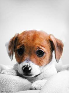 Jack Russel