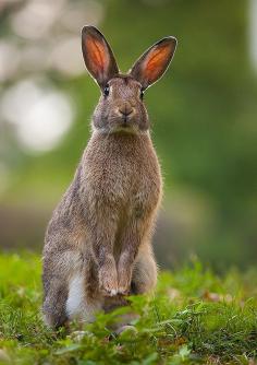 Rabbit by Robert Adamec