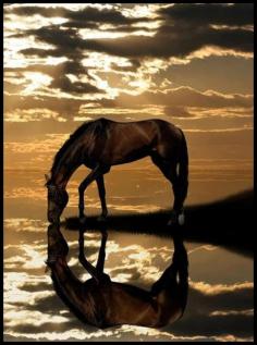 Full reflection of a horse peacefully drinking at the water under dark gray clouds and yellow. -DdO:) - www.pinterest.com... - No artist signature, so it seems to be a great photograph... The reflected mirror image of the horse & puffy clouds is smaller than the animal, with just enough distortion by moving water to seem real, not photoshopped. Very nice art... photo from crescentmoon, pin via Julia Clark.