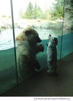 Bear meets another bear