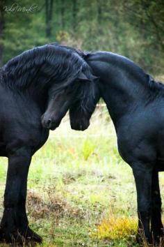 Friesians