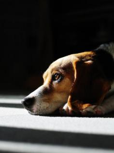 Beagle