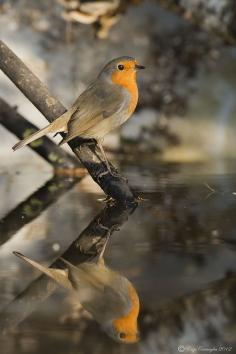 Robin Reflection