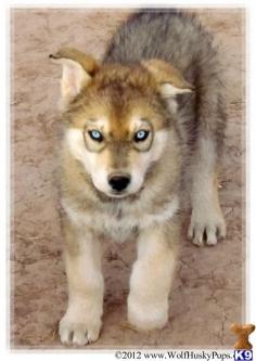 Wolf Husky Hybrid Puppies this is the back up to the german shepherd hybrid...i'll go for one of these too.