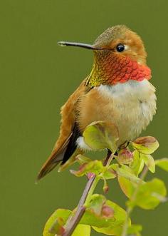 Rufous Hummingbird.