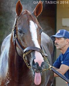 California Chrome is such a clown!