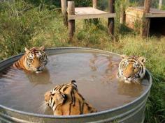 Unlike most cats, tigers love water