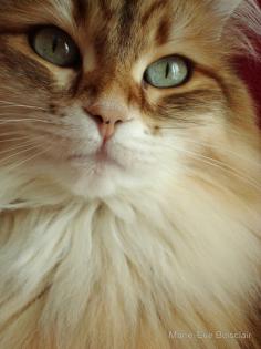 Beautiful Golden Siberian cat