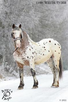 
                        
                            Noriker stallion White Tiger
                        
                    