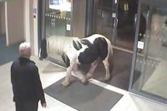 Just A Pony Walking Into A Police Station