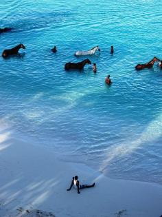Barbados - horses