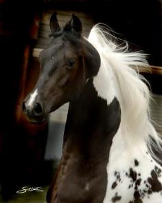 
                        
                            Legacy's Picasso is a breathtaking Homozygous Pinto and Black National Show Horse. Photo, Courtesy bit.lyRhurxR
                        
                    