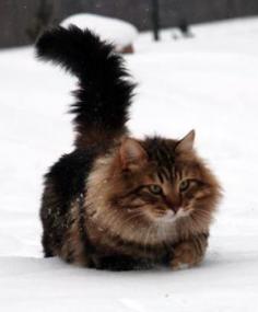 Siberian forest cat    they can be hypoallergenic! I have one and have no problems with her! They are such clowns too, best personality in a cat i have ever had