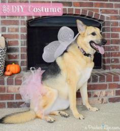 88 DIY Halloween Costume Ideas: Princess Doggy  bit.ly/...