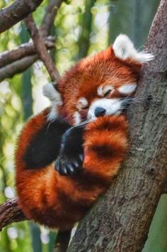 
                        
                            red panda . - Cute animals world
                        
                    