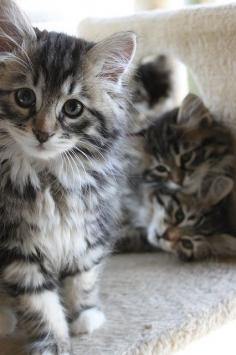 Siberian kittens.