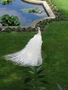 White peacock in Spring garden