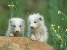 
                        
                            artic fox pups, alaska
                        
                    