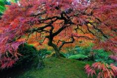 16 Of The Most Stunning Trees In The World