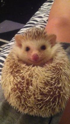 
                        
                            A hedgehog will always greet you with a smile. | 16 Ways Hedgehogs Put Cats To Shame
                        
                    
