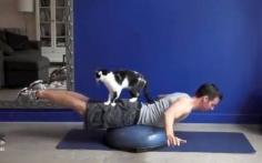 
                        
                            Daily Cute: How to Exercise With Cats Around
                        
                    