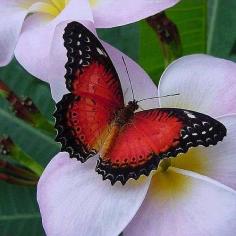 Red Lacewing  Butterfly