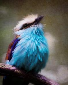 Racket-tailed Roller