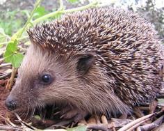 Maybe you never thought about this—I know I never did— but the hedgehog has been around in some form or other since the time of the dinosaurs. How on earth did they survive? I mean, if the sabre-toothed tiger couldn’t hang on, how could a tiny hedgehog?        Hedgehogs are another British lovely, not only because we don’t have them here in the states, but because they’re so darn cute and prickly at the same time.     What’s not to love in a small, round, cuddly creature that spits on herself...