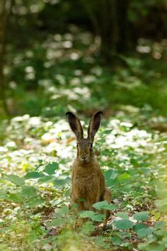 
                        
                            he's all ears
                        
                    