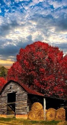 Autumn Beauty ~ Kandie Sweeney, photographer