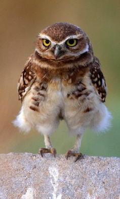 Like My Pants? Burrowing Owl (by KJ Thurgood)