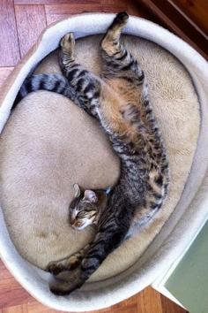 
                        
                            Cat stretch
                        
                    