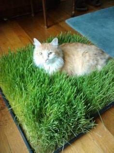Make a tiny bed of grass for your cat to chill in. | 26 Hacks That Will Make Any Cat Owner's Life Easier