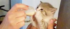 This Tiny Kitten Is SO Excited To Drink From A Tiny Bottle